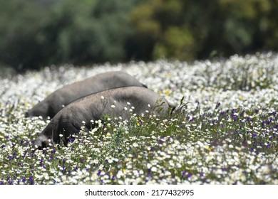 Iberian Pig Grazing In The Dehesa Of The Province Of Cáceres