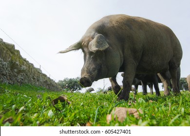 Iberian pig in a green meadow.