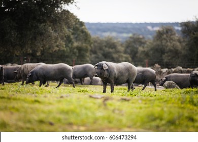 Iberian pig in a green meadow at spring.
