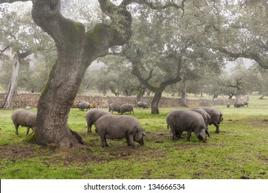 Iberian pig in the meadow