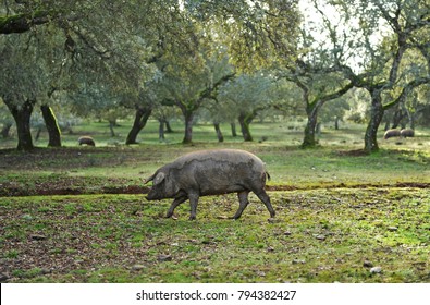 Iberian pig of "pata negra" breed in pasture of Jabugo, Sierra de Huelva, Spanish product
