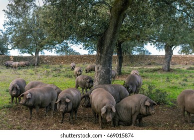 Iberian pigs 