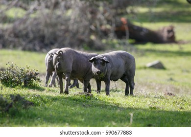 Iberian pigs
