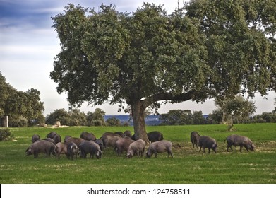 Iberian pigs eating acorns