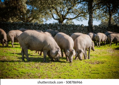 Iberian pigs eating acorns in the meadow

