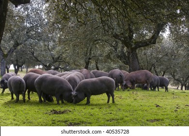Cerdos ibéricos comiendo bellotas en el paddock