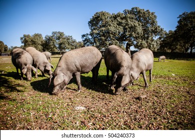 Iberian pigs eating acorns in the pastures of the "pedroches" cordoba Spain