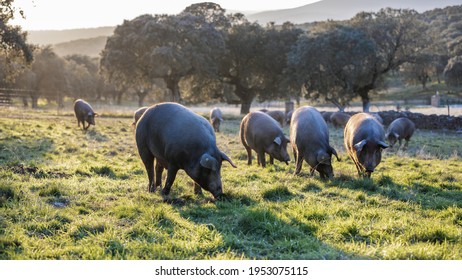 Iberian pigs eating boiling in the middle of nature at sunset on a sunny day