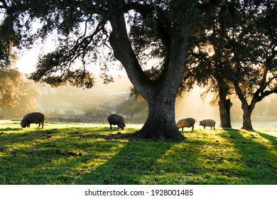 Iberian pigs eating in the Dehesa with rays of light behind the cork oak