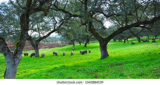 Iberian pigs feeding on acorns "montanera" near the village of Cumbres Mayores, Huelva province, Andalusia, Spain