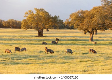 Iberian pigs grazing in the countryside 