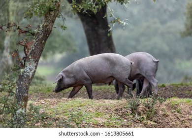Iberian pigs grazing in the countryside 