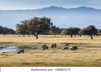 Iberian pigs grazing in the countryside at Spring