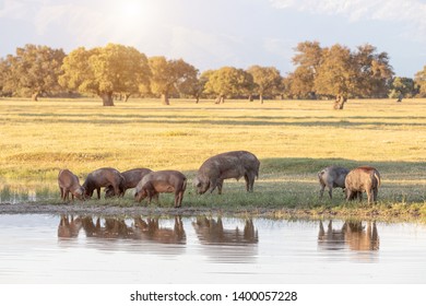 Iberian pigs grazing in the countryside at Spring