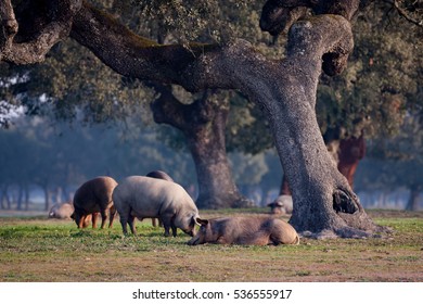 Iberian pigs grazing in the Extremadura landscape in Spain