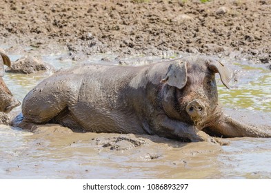 Iberian pigs herd (pata negra) laying in the mud in Extremadura, Spain