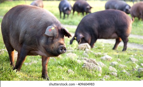Iberian pigs in the meadow