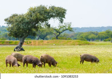 Iberian pigs in the meadow of Extremadura. Pigs of lampino breed