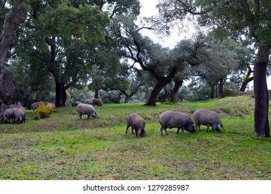 Iberian pigs in mediterranean forest