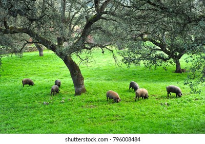 Iberian pigs (pata negra) herd in the meadow near Jabugo, Sierra de Huelva, Andalusia, Spain