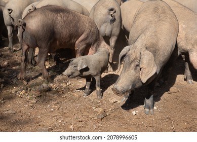 Iberian Pigs And A Piglet Eating On The Farm