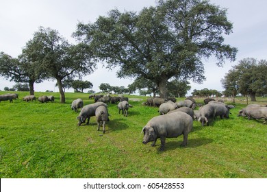 Iberian pigs in the spanish countryside.