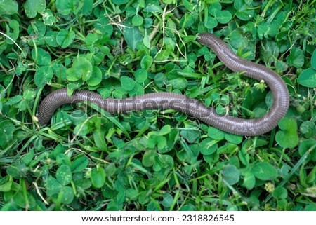 The Iberian worm lizard Close up
