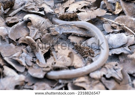 The Iberian worm lizard Close up