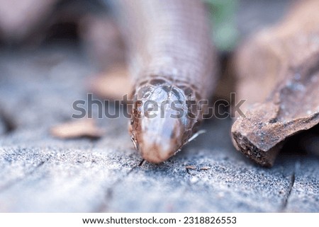 The Iberian worm lizard Close up