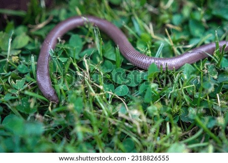 The Iberian worm lizard Close up