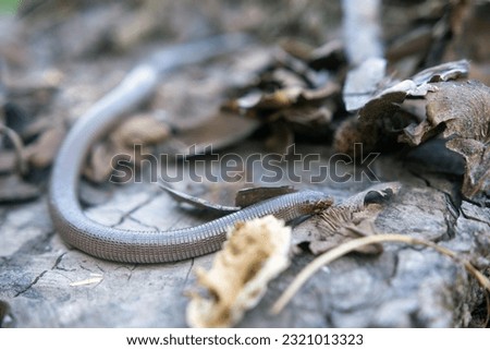 The Iberian worm lizard Close up
