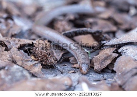 The Iberian worm lizard Close up