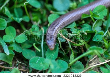 The Iberian worm lizard Close up