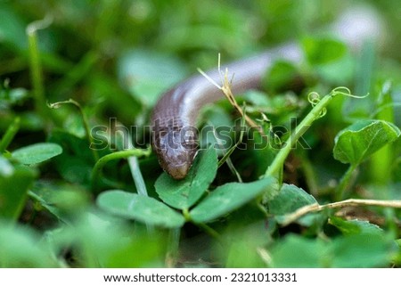 The Iberian worm lizard Close up