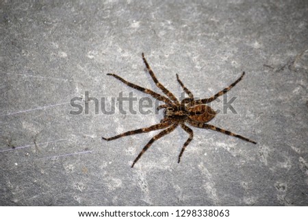 Similar – Image, Stock Photo Close-up of a spider