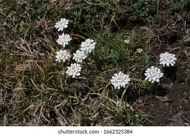 Iberis Sempervirens Evergreen Candytuff Wild Plant Stock Photo ...