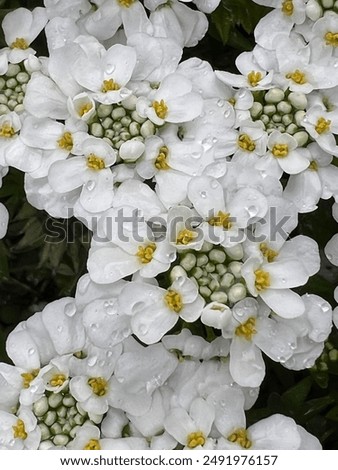 Iberis sempervirens on macro mode