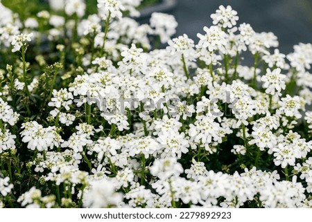 Iberis sempervirens (the evergreen candytuft or perennial candytuft). This plant is native to southern Europe and it is often used as an ornamental garden shrub. This cultivar is the “Fischbeck”.