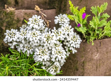 iberis sempervirens with white flower clusters close up. Selective focus. evergreen candytuft