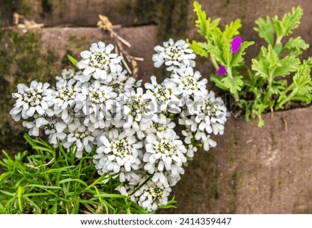 iberis sempervirens with white flower clusters close up. Selective focus. evergreen candytuft