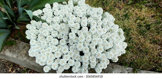 Iberis sempervirens white flowered pot in the garden. High quality photo