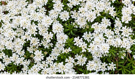 Iberis Sempervirens - White SNOW CONE Ground Cover Plant. Large Foliage Of Leaf Full Frame Texture. Seamless And Full Frame Shot Of Little White Flowers Nature Panoramic 
Background. Web Banner