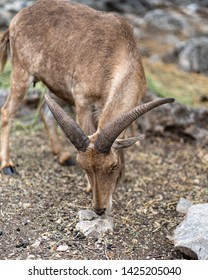 Ibex Eating Grass Near Rocks