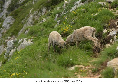 Ibex Fight In A French Nature Park