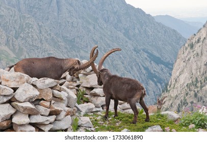 Ibex Fight In The Mountains