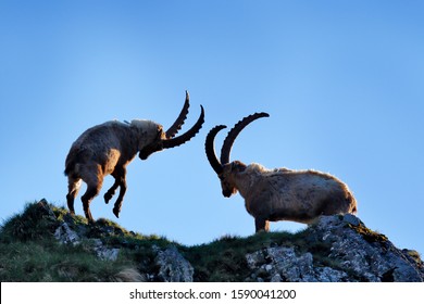 ibex animal fighting