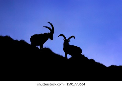 ibex animal fighting