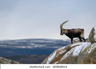 Ibex Goat In The Mountains