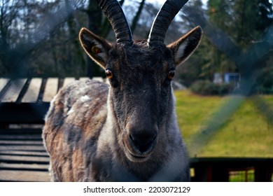 Ibex Goat Starring At Camera