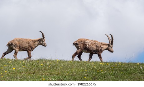 Ibex grazing in a flowery meadow in the Vercors, France